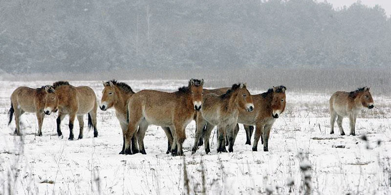castellers de vilafranca i cavalli di chernobyl