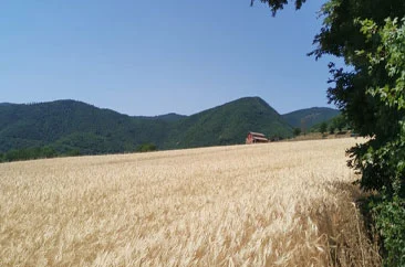 campo di grano greccio